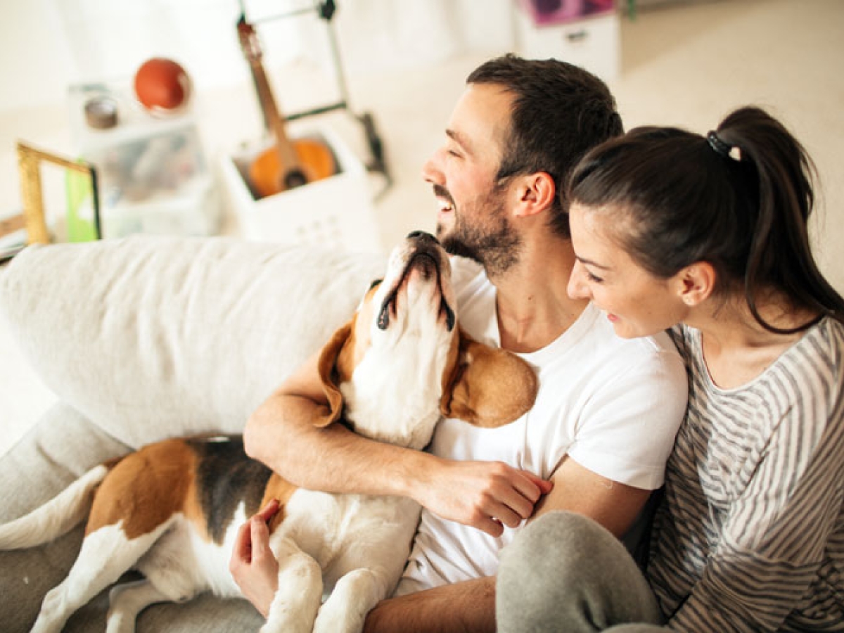 A couple sitting on their couch with their beagle dog